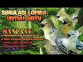 Adu tembakan 4 ekor burung sirtu ini,sangat cocok untuk simulasi lomba agar sirtuMU BERMENTAL BAJA.