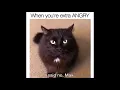 Baa Angry Cat Gif With Dubstep Baa