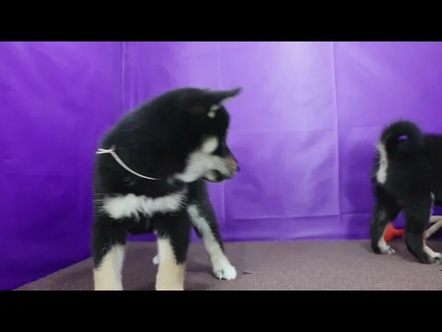 動画