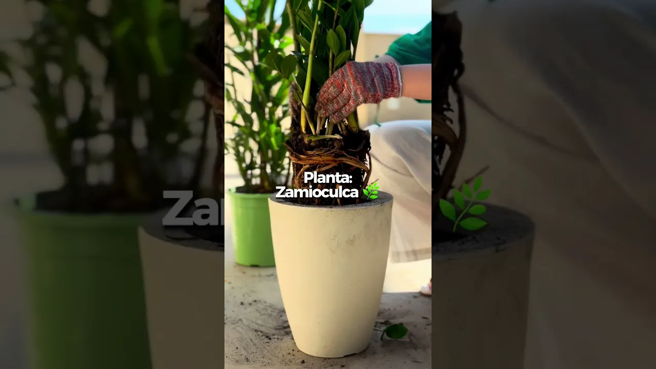 ASMR DE JARDINAGEM