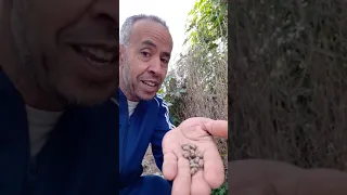 شجرة الخرواع او الخروع شدوق الجمل لشقيقة ومساءل اخرى 