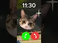 Cat Meowing Calling You Samrah 🐱✨ #youtubeshorts #ringtone #viral