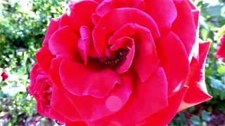 Олег Інкаєв Мільйон тих троянд 