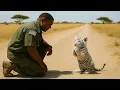 Download Lagu White Tiger Cub Begged a Man for Help — What He Did Next Shocked Everyone!