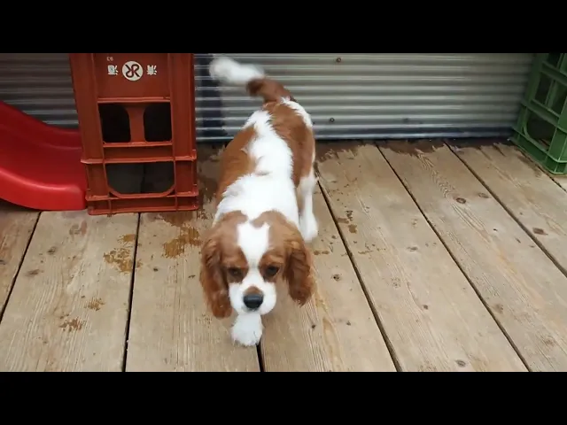 動画