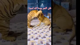 ظن النمر يوما انه اسدا ولكن الاسد مهما فاق النمر كلام مهم و حقائق 