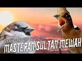 Download Lagu TEMBAKAN GEREJA TARUNG SAMBUNG CILILIN PANJANG JERNIH || MASTERAN PILIHAN JURI MURAI BATU JUARA