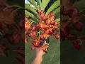 Download Lagu Beautiful orchid #gardening #flower#nature #terracegarden #orchid