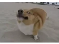 Dogs Who Fail At Being Dogs