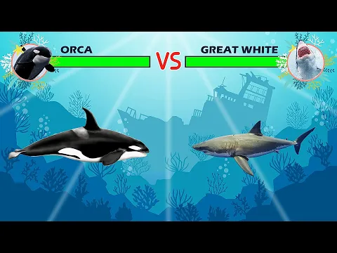 Download MP3 Killer Whale (Orca) Vs Great White Shark