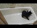 Black Maine Coon Tail Chasing In Tub again 07 21 2026