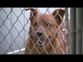 Hawaii lawmakers look to regulate commercial dog breeders