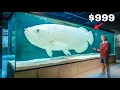 I Bought a Dream Fish of Mine