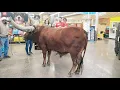 Only in Texas Longhorn in Petco