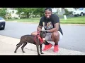 I ADOPTED A PITBULL PUPPY FROM A SHELTER