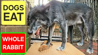 raw whole rabbit for dogs whole prey diet explained