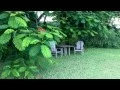 Download Lagu The Royal Poinciana or Flamboyant.  Underneath is a place to relax and meditate.  Beauty.  Peace.