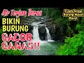 Lagu JADI GACOR‼️Suara Air Terjun Alami Untuk Terapi Semua Jenis Burung Macet Bunyi