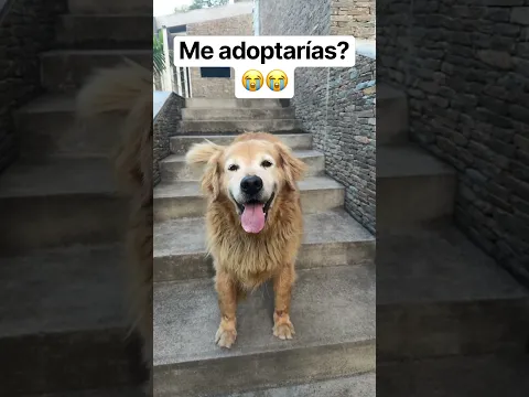 Me adoptarias ๐๐ฆฎ