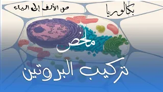 ملخص وحدة تركيب البروتين من الألف للياء بكالوريا علوم تجريبية رياضيات 