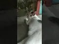 Download Lagu siputih lanjutkan tidurnya#vlogfree #kalbar #short #cats #cats #kucing #catsvirals