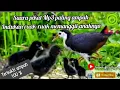 Download Lagu suara pikat ruak ruak indukan manggil anaknya//suara anak ruak ruak terbaru//2023