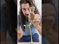 Download Lagu Stop placing your plant cuttings in water #plants #gardeningtips #propagation #waterpropagation