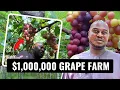 Download Lagu They Laughed at His Grape Farm Idea — Until He Made $1 Million