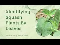 Identifying Squash Plants By Leaves