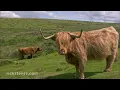 Dartmoor, England: Wild Horses and Stone Circles