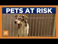 Yuma animal shelter faces crisis as facility reaches capacity