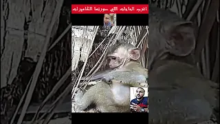 اقوى المشاهد للحيوانات ج302 اكسبلور اكسبلورر لايكاتكم تسعدني اكسبلورفولو مصر 