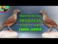 Download Lagu MASTERAN Kicau Burung BRANJANGAN EDAN 2 JAM NONSTop pancingan branjangan muda dan branjangan bakalan
