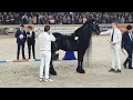 Download Lagu King👑 of the stallions! JASPER 366. The one and only 😍 Friesian Horse