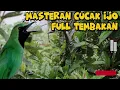 Download Lagu MASTERAN CUCAK IJO KOMBINASI KAPAS TEMBAK, JINJING PETULAK, TENGKEK BUTO DAN BRINJI RAMBUT TUNGGIR
