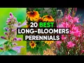 Lagu Blooms All Season Long!  | 10 Long-Lasting Perennial Flowers