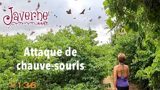 #136 Attaque de chauve-souris 🦇