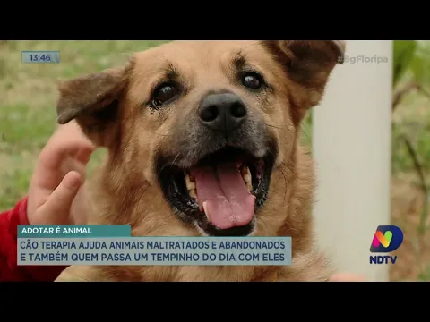 Cão terapia ajuda animais maltratados e abandonados e também quem passa um tempinho do dia com eles