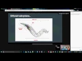 c302 Tutorial -