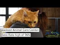 Jackson Animal Care Center reaches a save rate high of 96