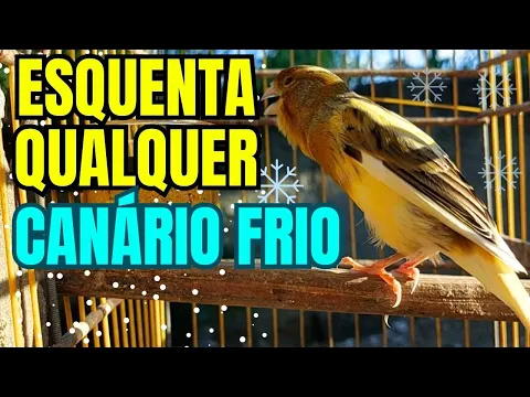 Download MP3 Canario Belga Cantando - Canto de Canário Belga para Esquentar Qualquer Canário Frio (MUITO EFICAZ!)