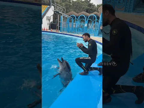 الدلافين الذكيه تحب الغناء صوتها فظيع❤️😰🐬
