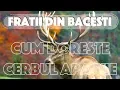 Download Lagu FRATII DIN BACESTI - CUM DORESTE CERBUL APA VIE + VERSURI