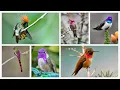 Download Lagu 15 Most Prettiest Hummingbird in the World