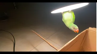 My Parrot Refuses to Sleep and Plays with the Light Instead! 🦜💡