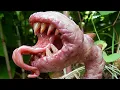 Download 10 PLANTS THAT EAT ANIMALS mp4 3gp mp3 videos - waplic