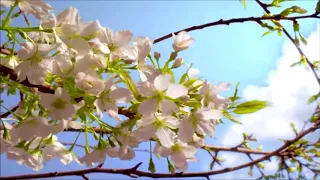 Surat Al RAHMAN With Farsi Translation سوره رحمان با ترجمه فارسی خیلی زیبا الرحمن 