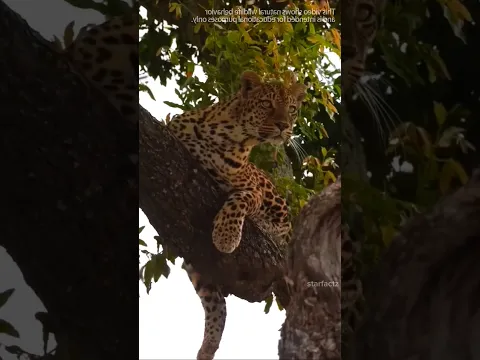 शेर की दादागिरी! 🦁 vs 🐆