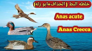 دمج صوت الحذاف مع أبو زله 