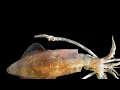 Squid Dissection
